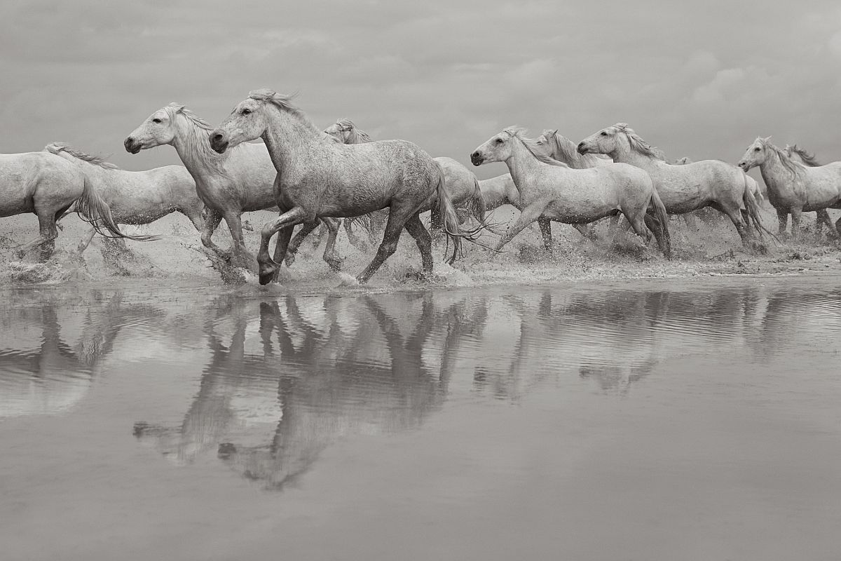 the-white-horses-of-the-camargue-17