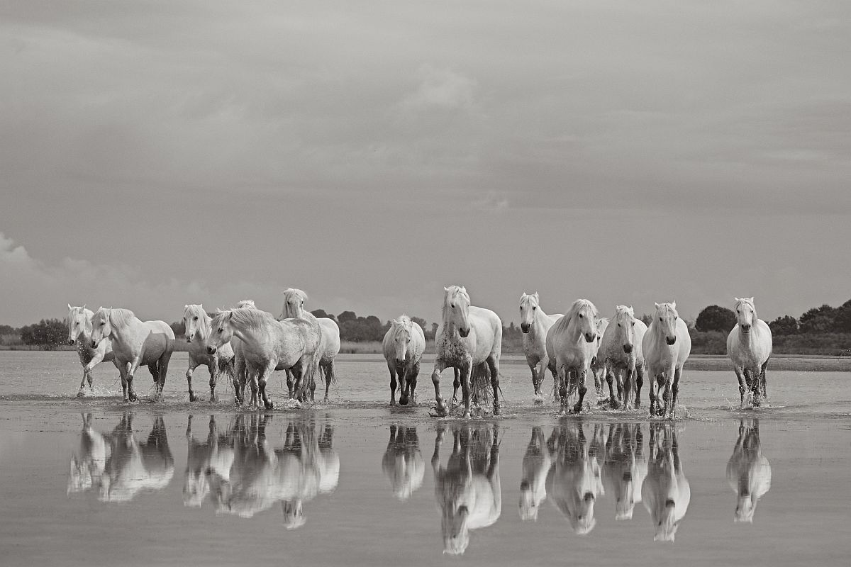 the-white-horses-of-the-camargue-18