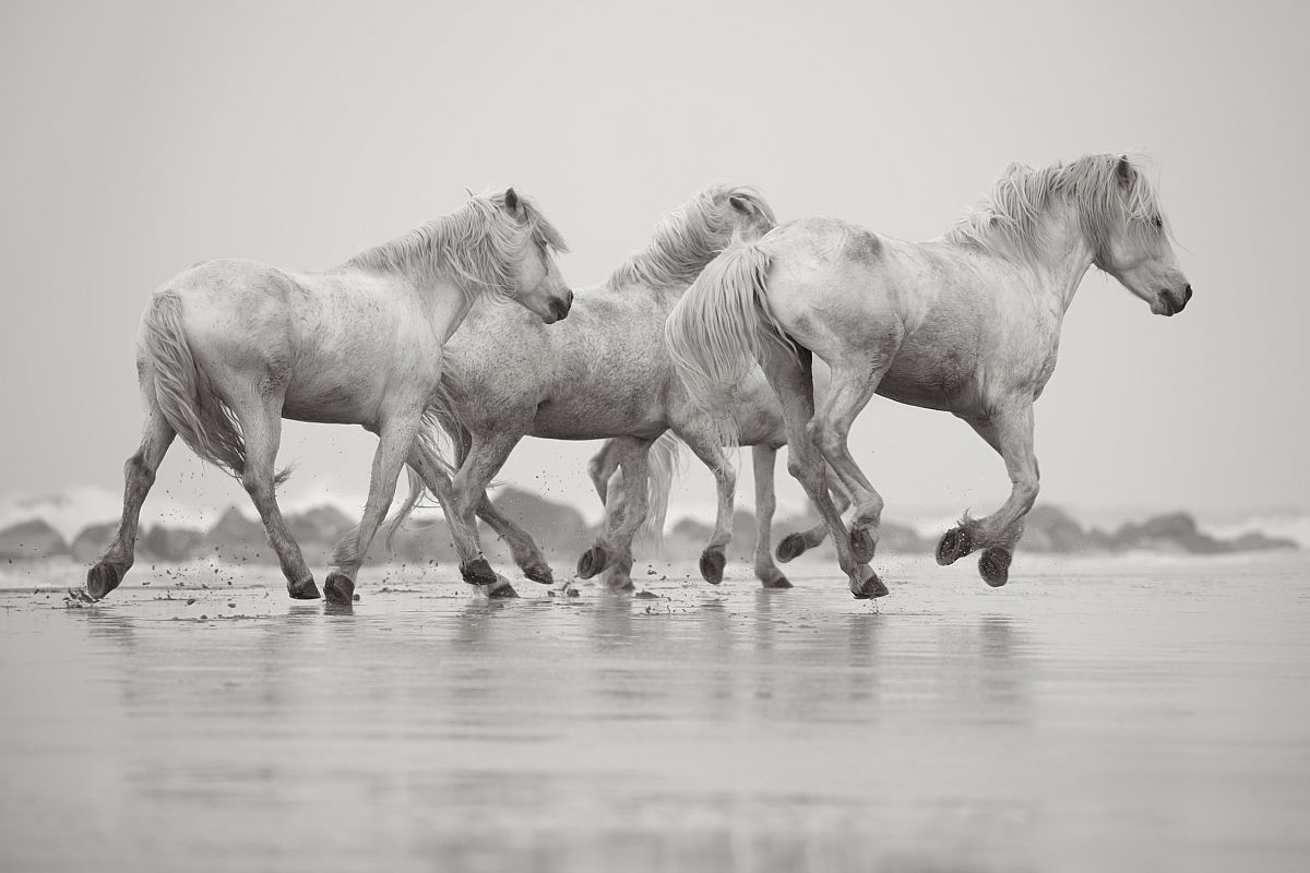 the-white-horses-of-the-camargue-19