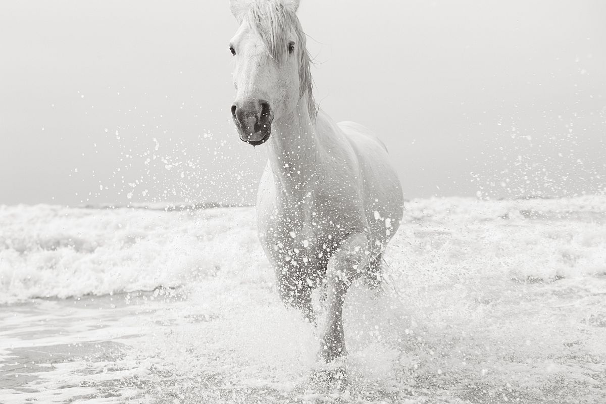 the-white-horses-of-the-camargue-20