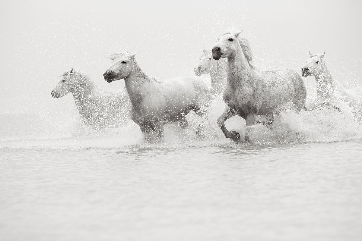 the-white-horses-of-the-camargue-21