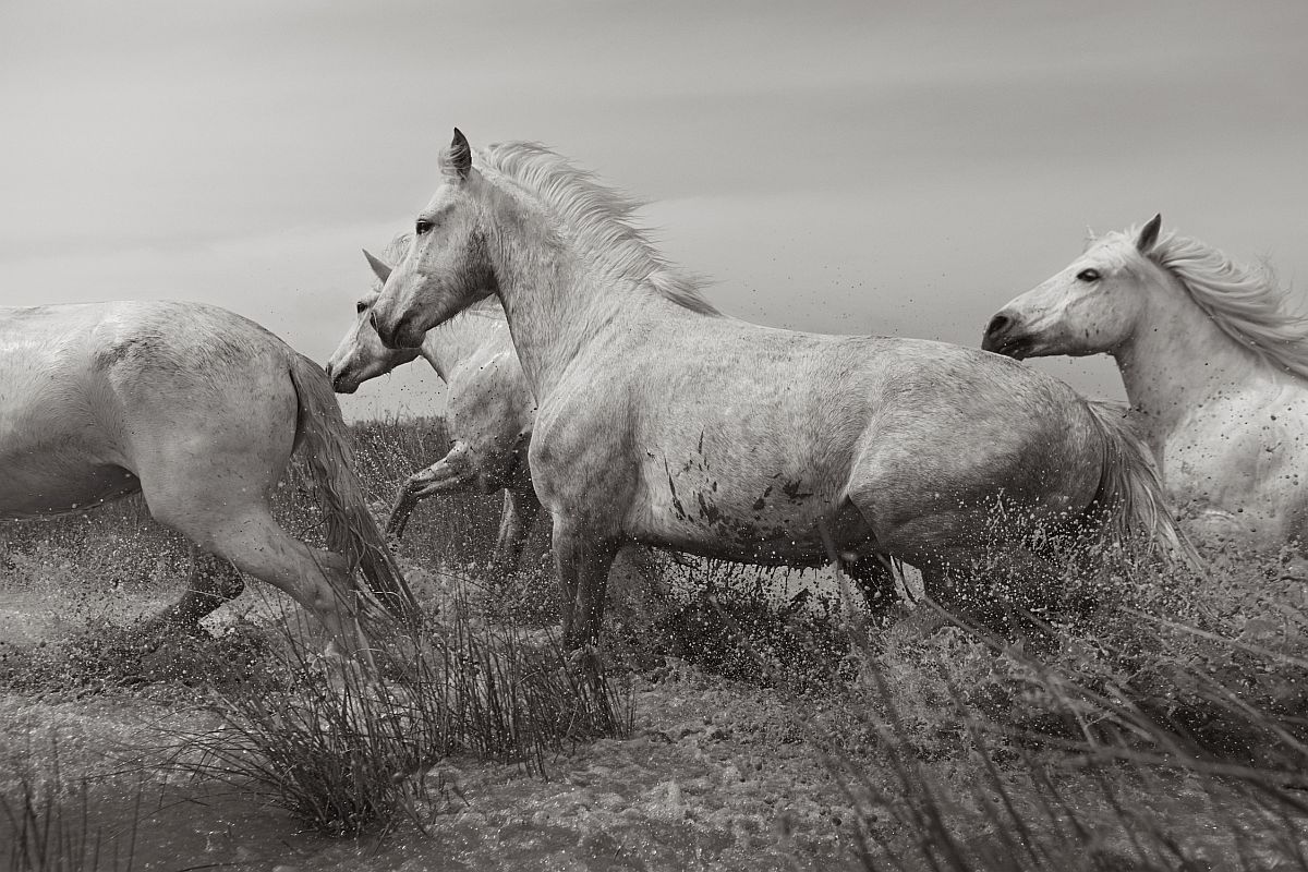the-white-horses-of-the-camargue-22