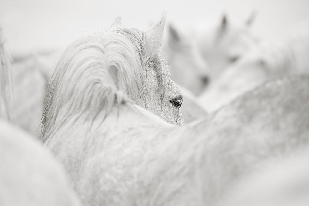 the-white-horses-of-the-camargue-23