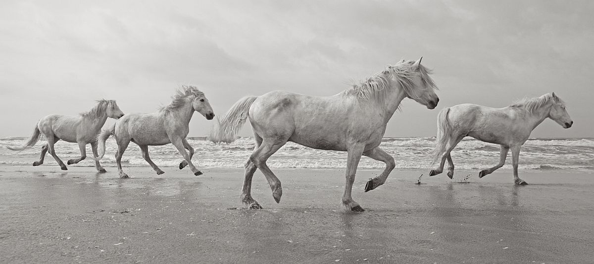 the-white-horses-of-the-camargue-24
