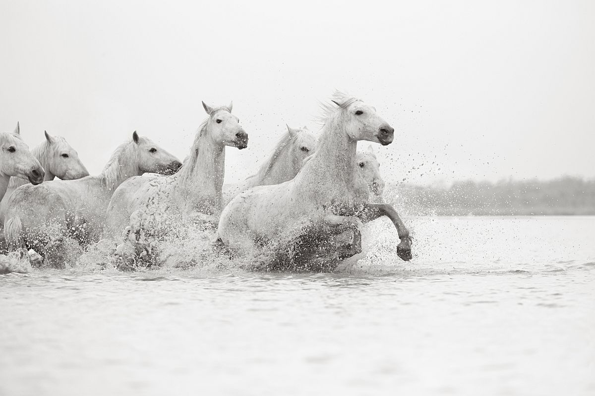 the-white-horses-of-the-camargue-25