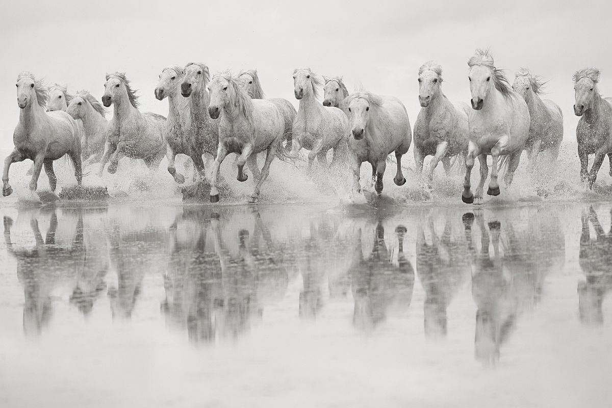 the-white-horses-of-the-camargue-27