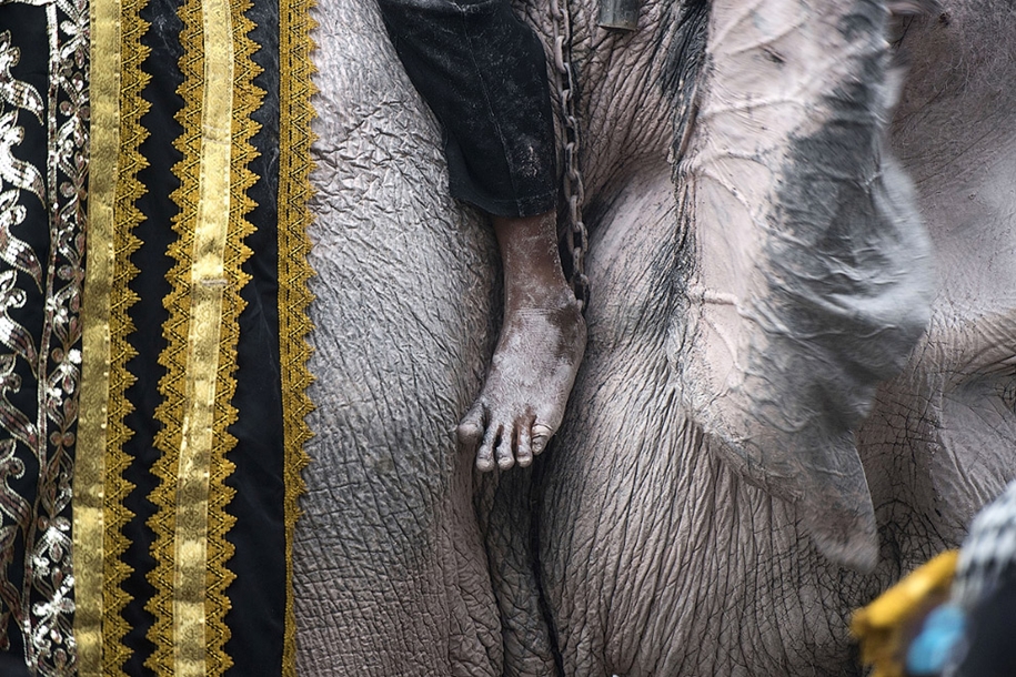 11-elephants-tribute-to-the-thai-king-03