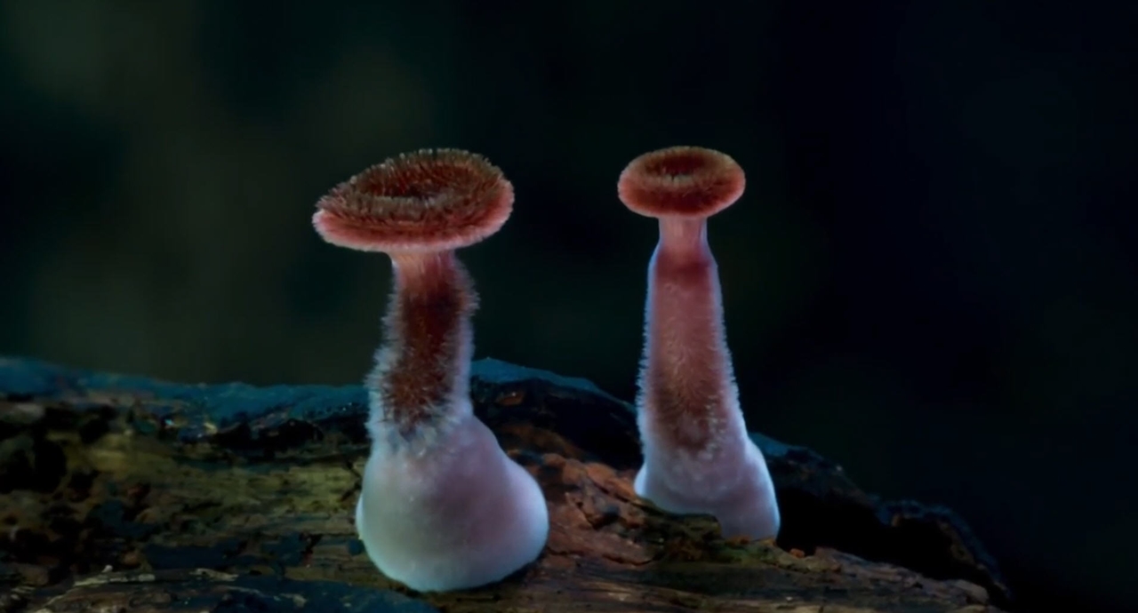 amazing-timelapse-video-of-the-night-life-of-rare-mushrooms-00