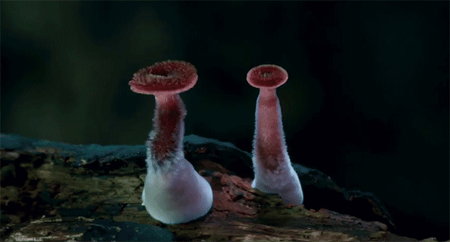 amazing-timelapse-video-of-the-night-life-of-rare-mushrooms-02