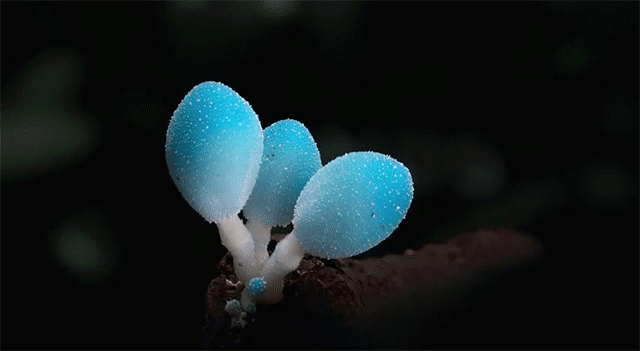 amazing-timelapse-video-of-the-night-life-of-rare-mushrooms-04