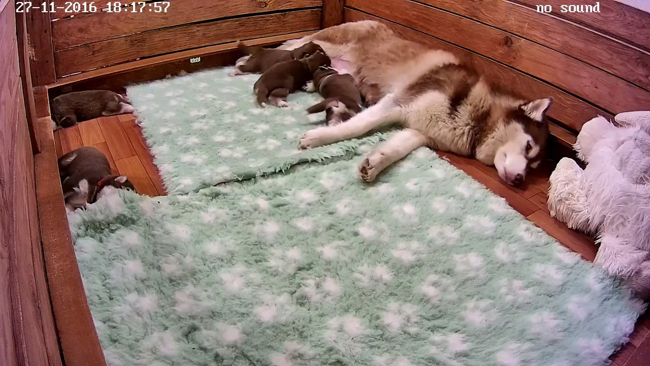 husky-puppies-online