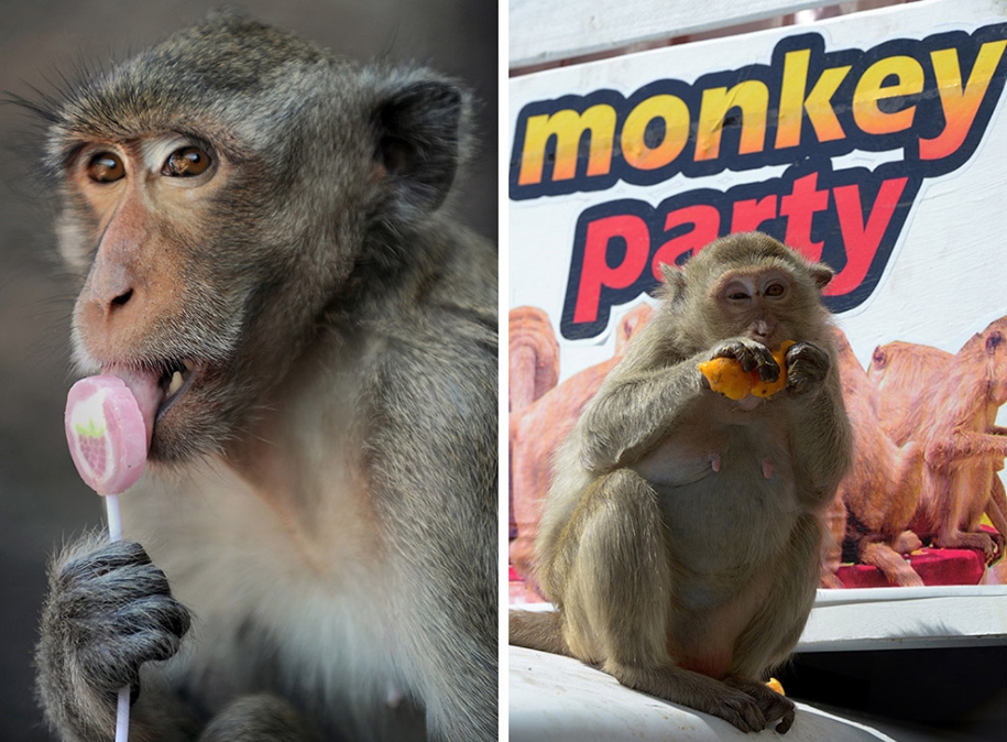 monkey-buffet-festival-a-feast-for-the-monkeys-09