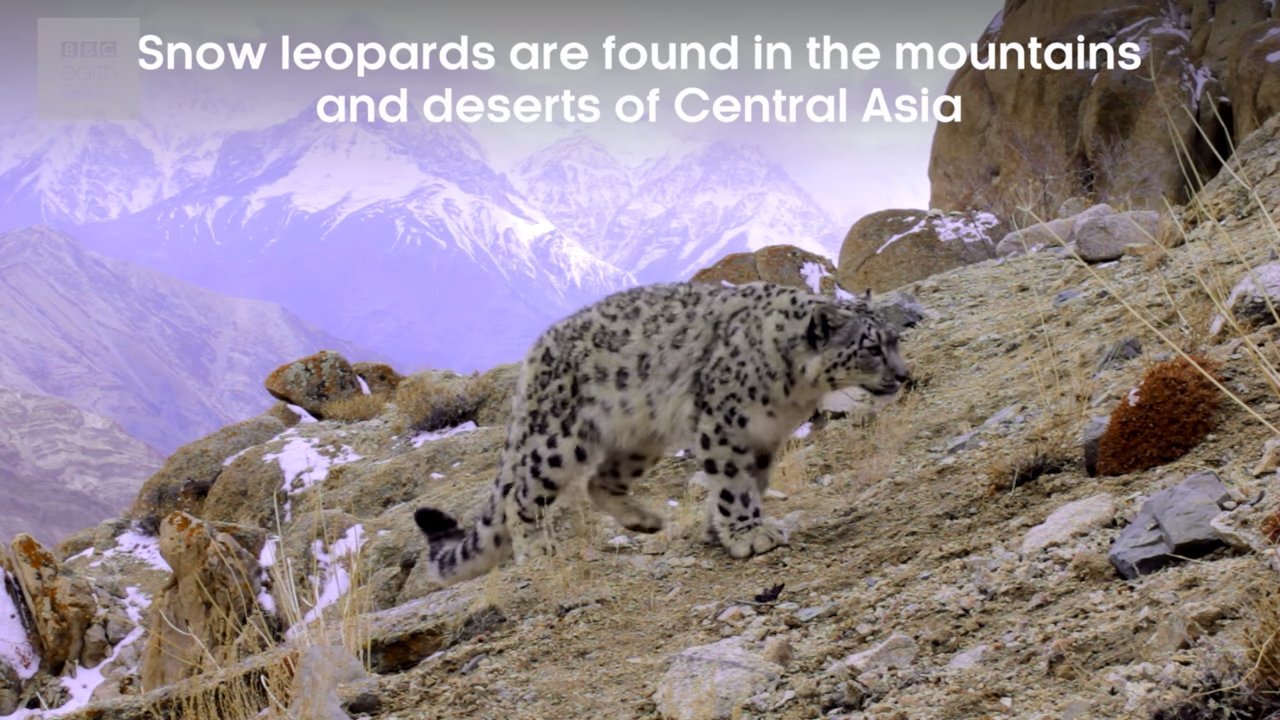 rare-footage-of-the-elusive-snow-leopard-in-the-himalayas