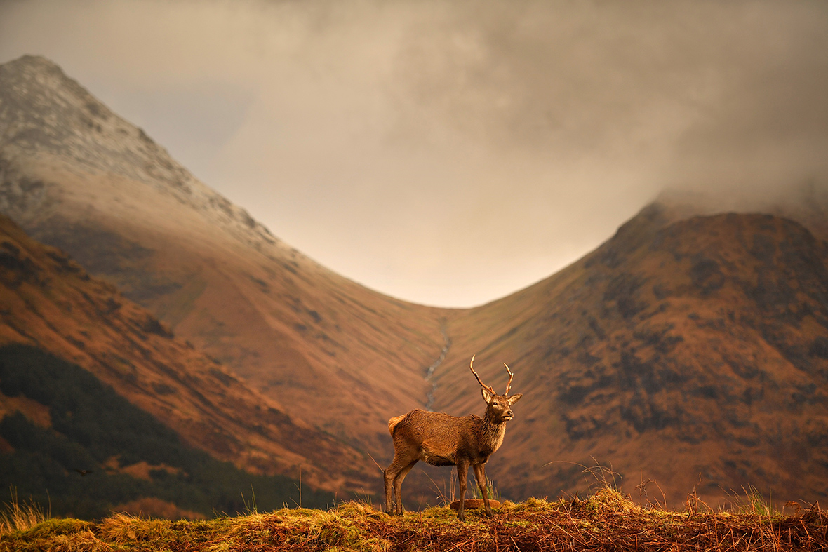 red-deer-of-scotland-00