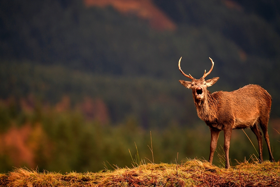 red-deer-of-scotland-01