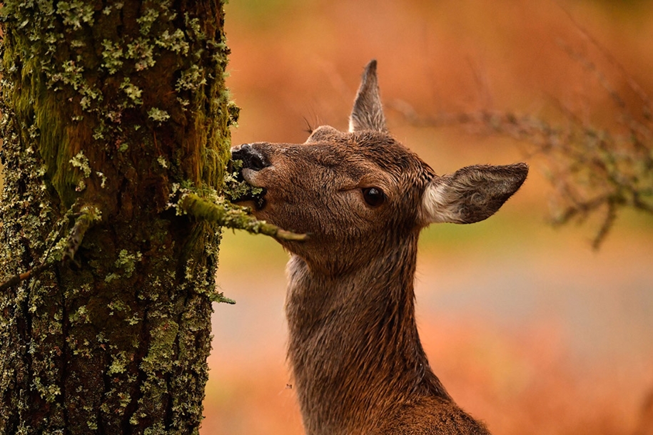 red-deer-of-scotland-02
