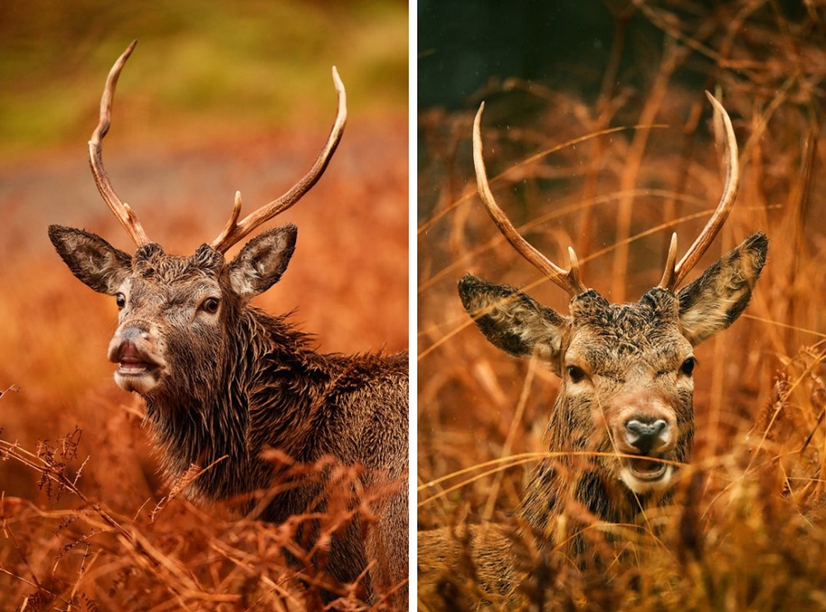 red-deer-of-scotland-04