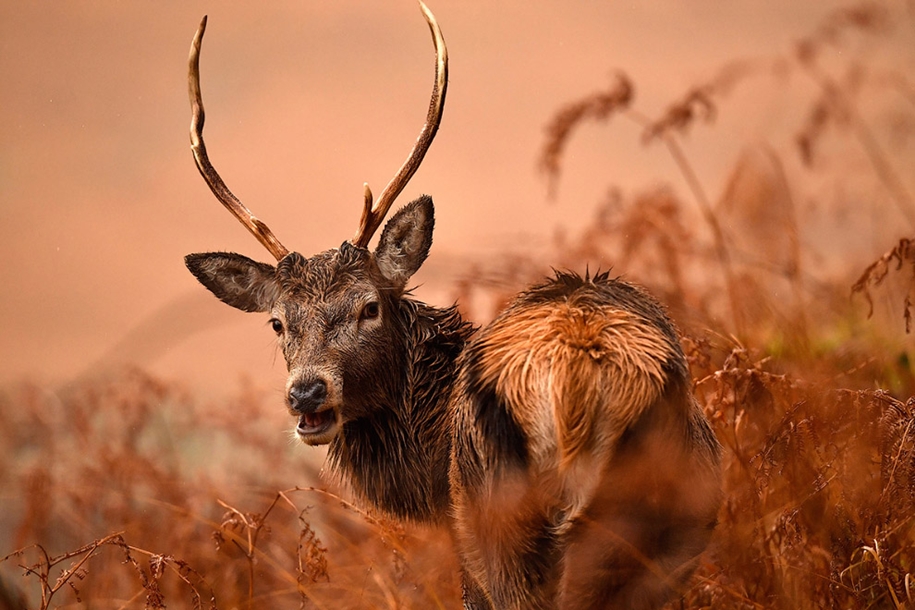 red-deer-of-scotland-05