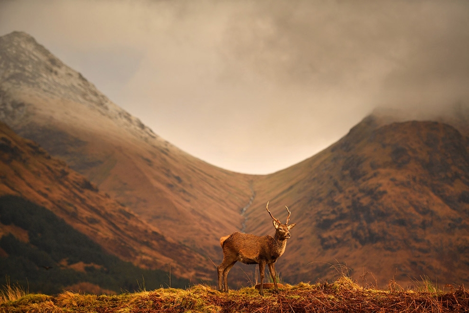 red-deer-of-scotland-06