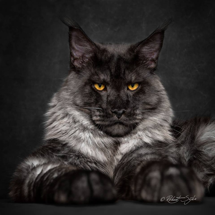 stunning-portraits-of-cats0