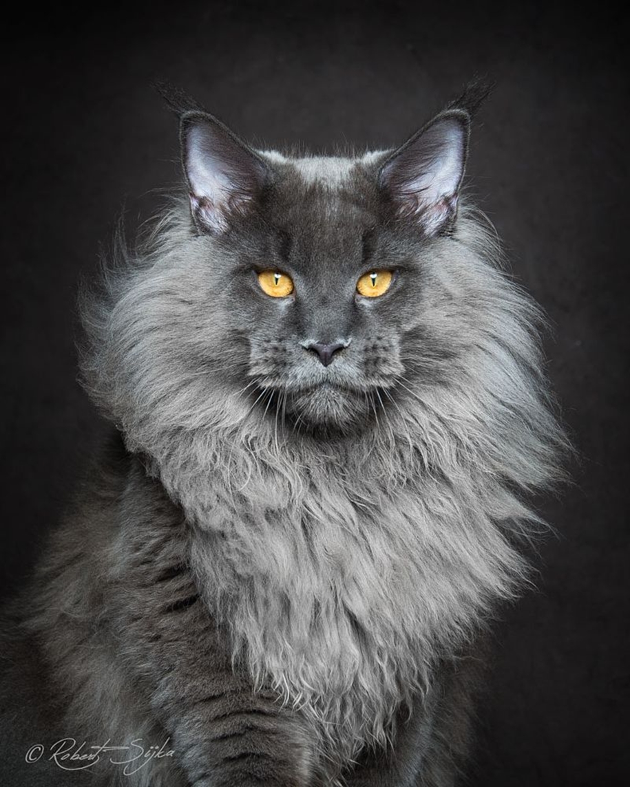 stunning-portraits-of-cats1
