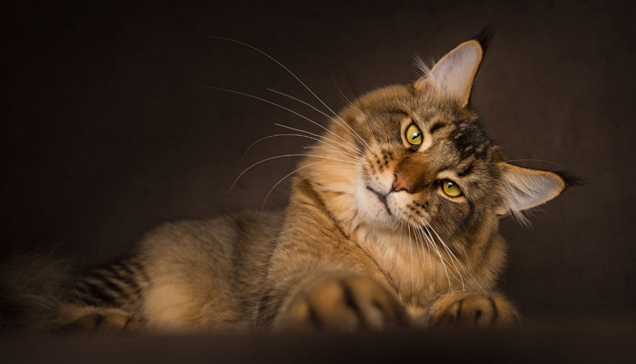 stunning-portraits-of-cats10