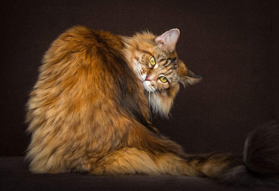stunning-portraits-of-cats11