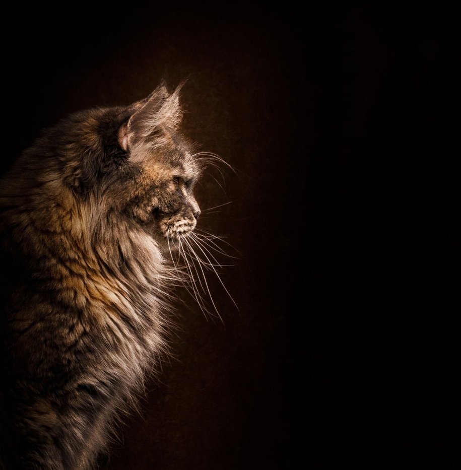 stunning-portraits-of-cats13