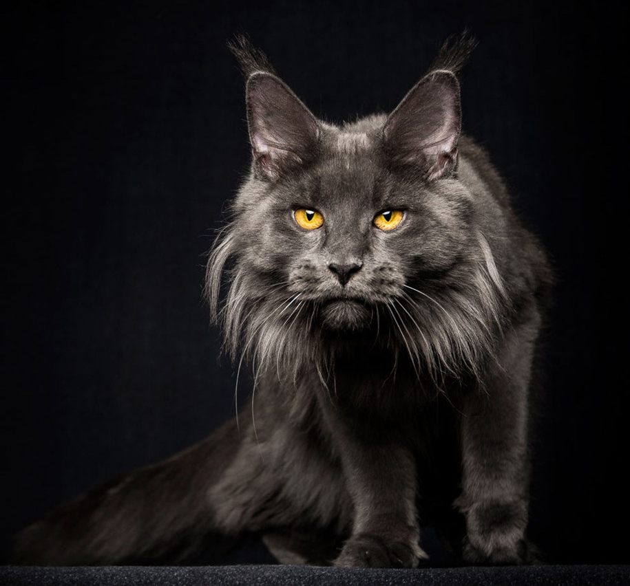 stunning-portraits-of-cats14