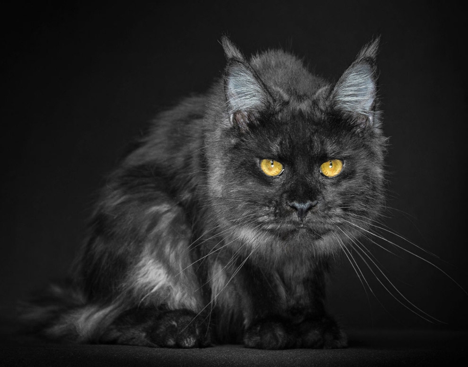 stunning-portraits-of-cats15