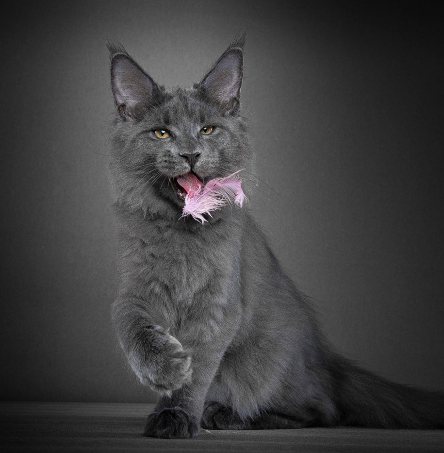 stunning-portraits-of-cats16