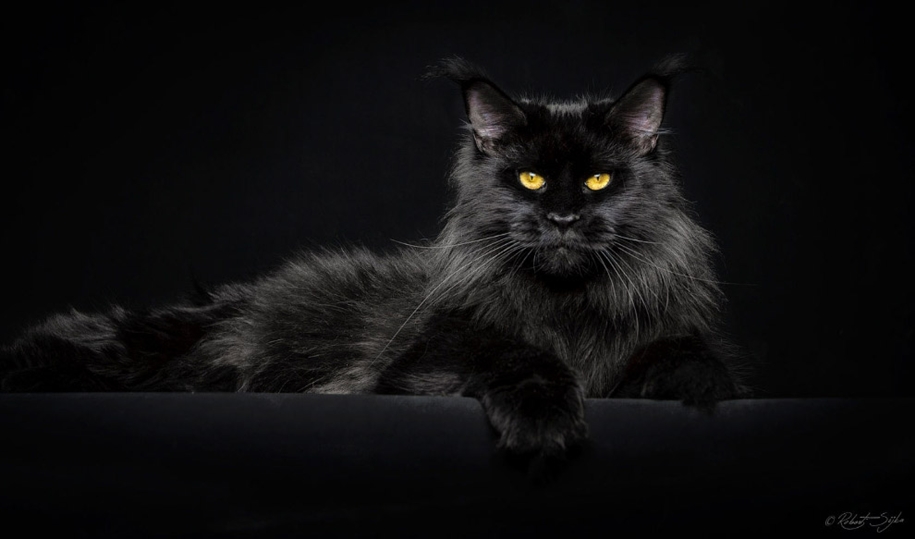 stunning-portraits-of-cats18