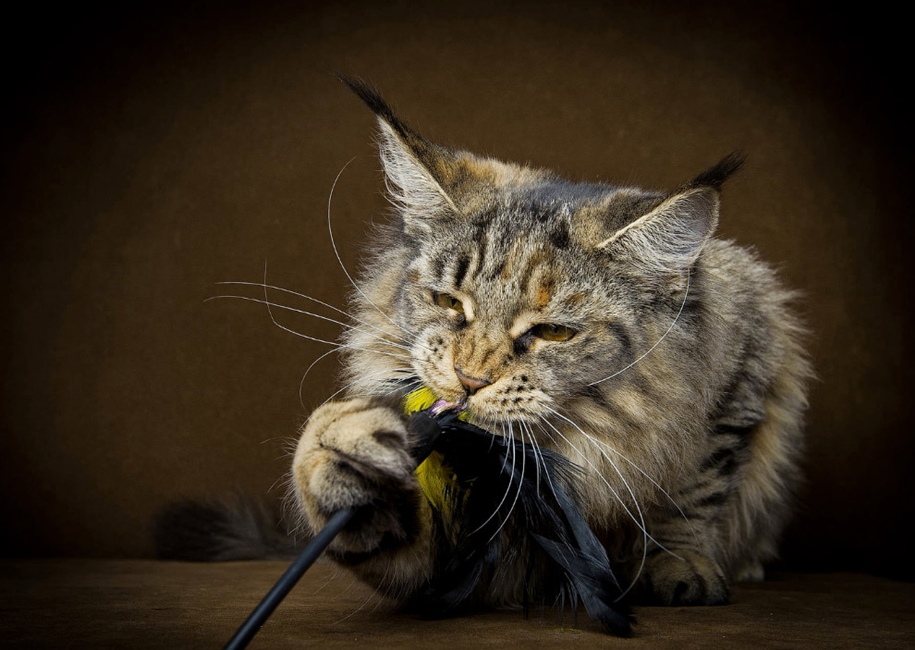 stunning-portraits-of-cats19