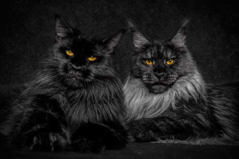 stunning-portraits-of-cats2