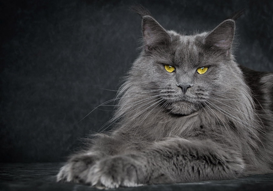 stunning-portraits-of-cats20