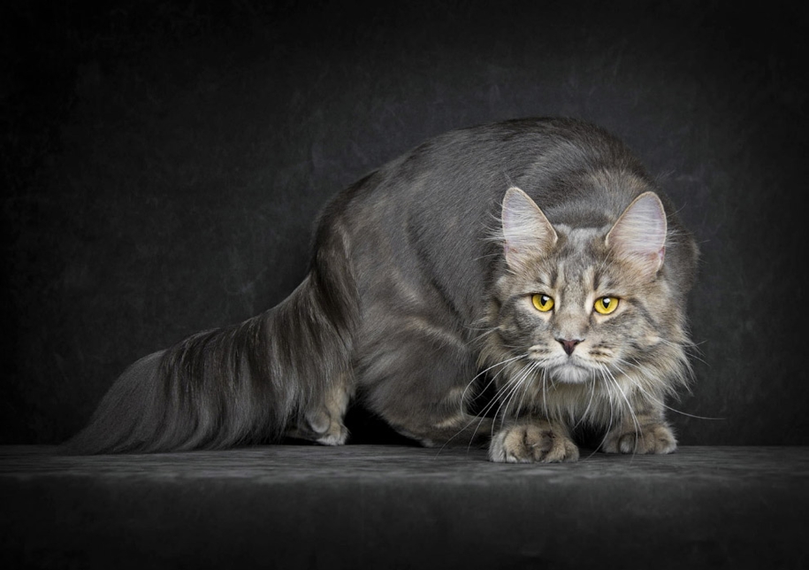 stunning-portraits-of-cats21
