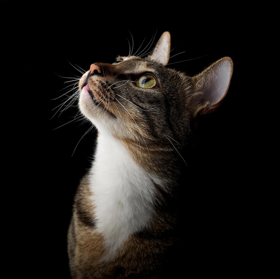 stunning-portraits-of-cats22