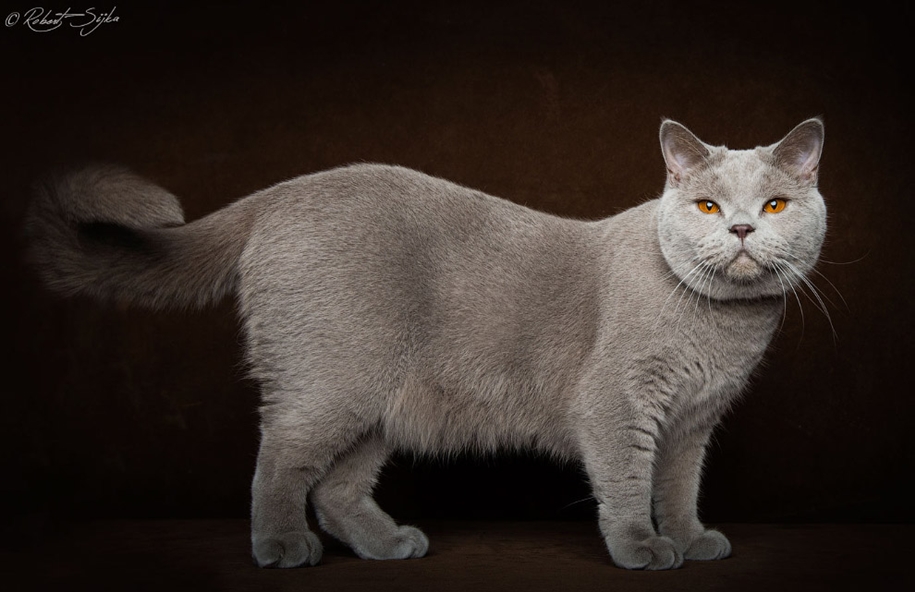 stunning-portraits-of-cats23