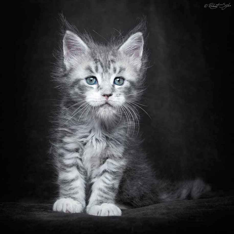 stunning-portraits-of-cats25