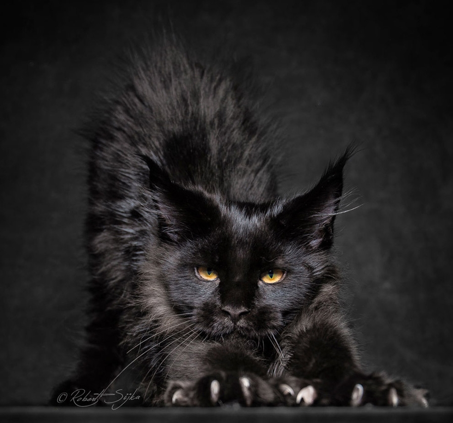 stunning-portraits-of-cats3