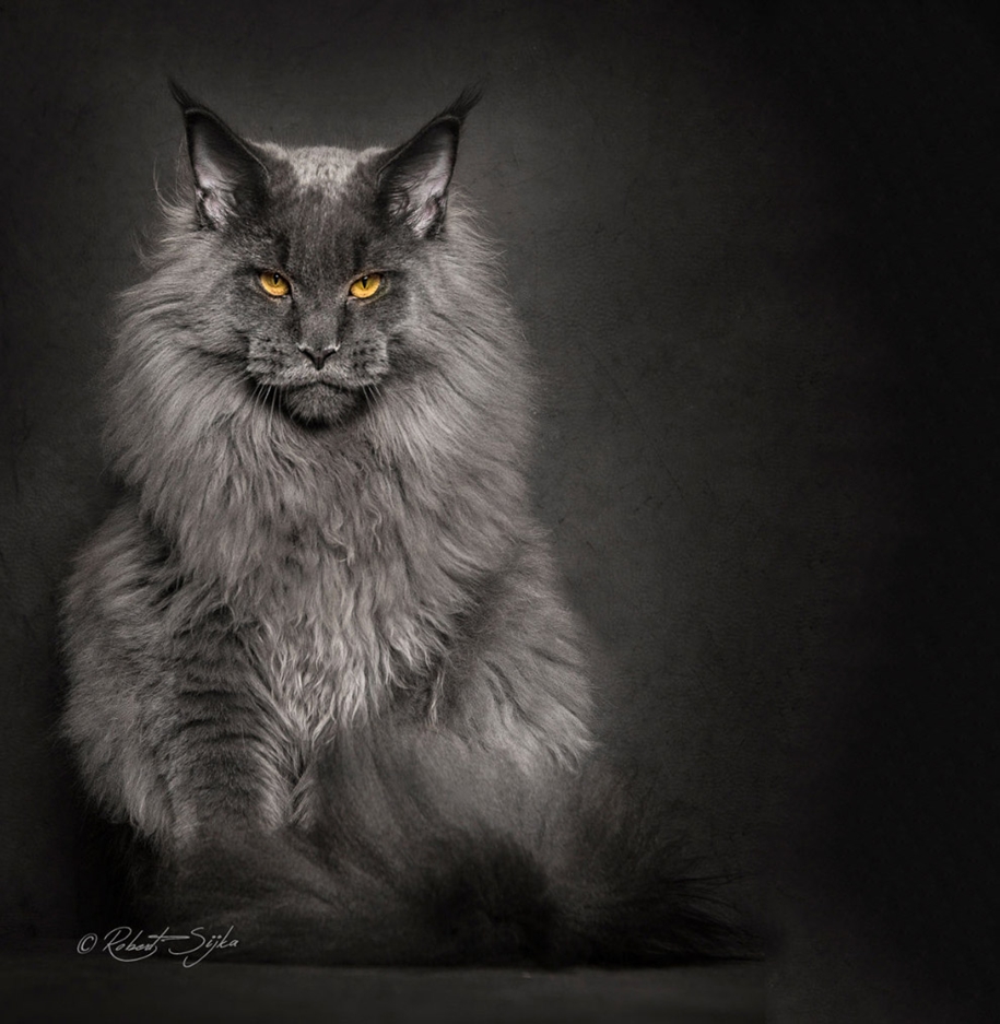 stunning-portraits-of-cats4
