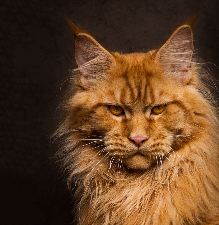 stunning-portraits-of-cats5
