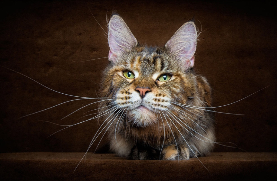 stunning-portraits-of-cats7