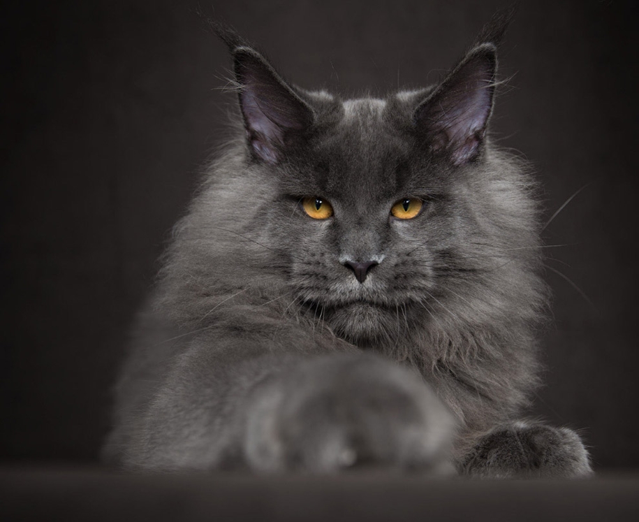 stunning-portraits-of-cats8