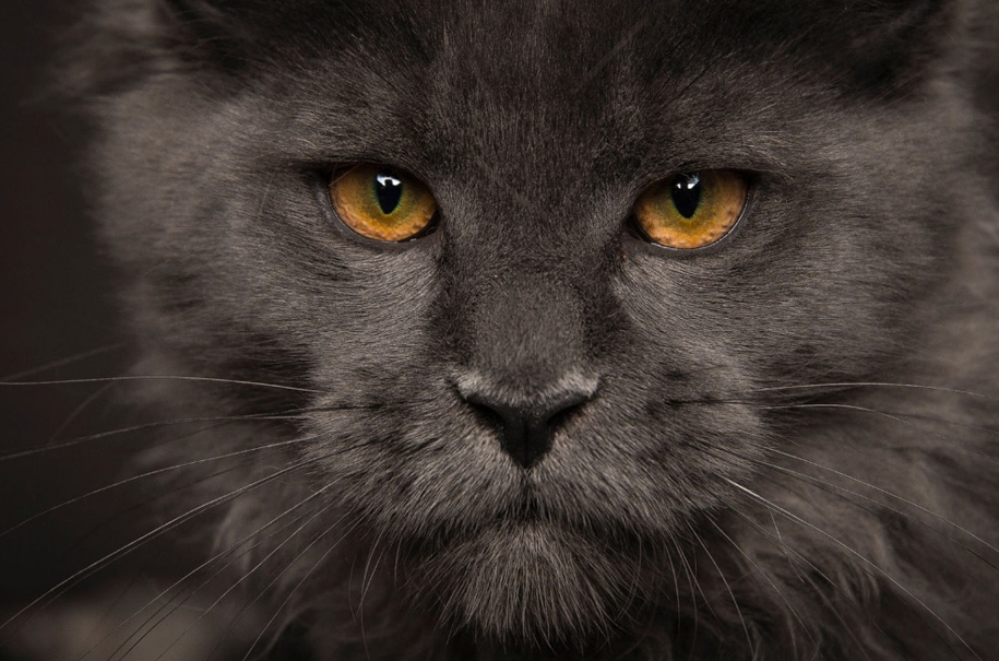 stunning-portraits-of-cats9