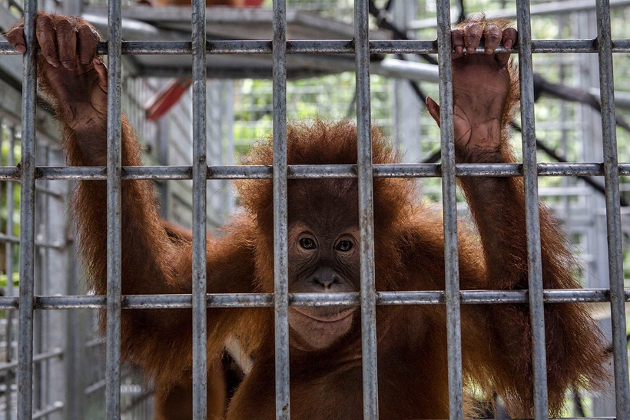 the-rehabilitation-centre-for-orangutans-in-indonesia-03