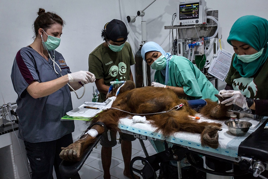 the-rehabilitation-centre-for-orangutans-in-indonesia-19