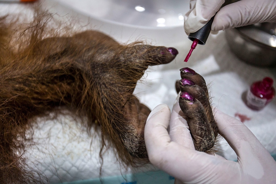 the-rehabilitation-centre-for-orangutans-in-indonesia-20