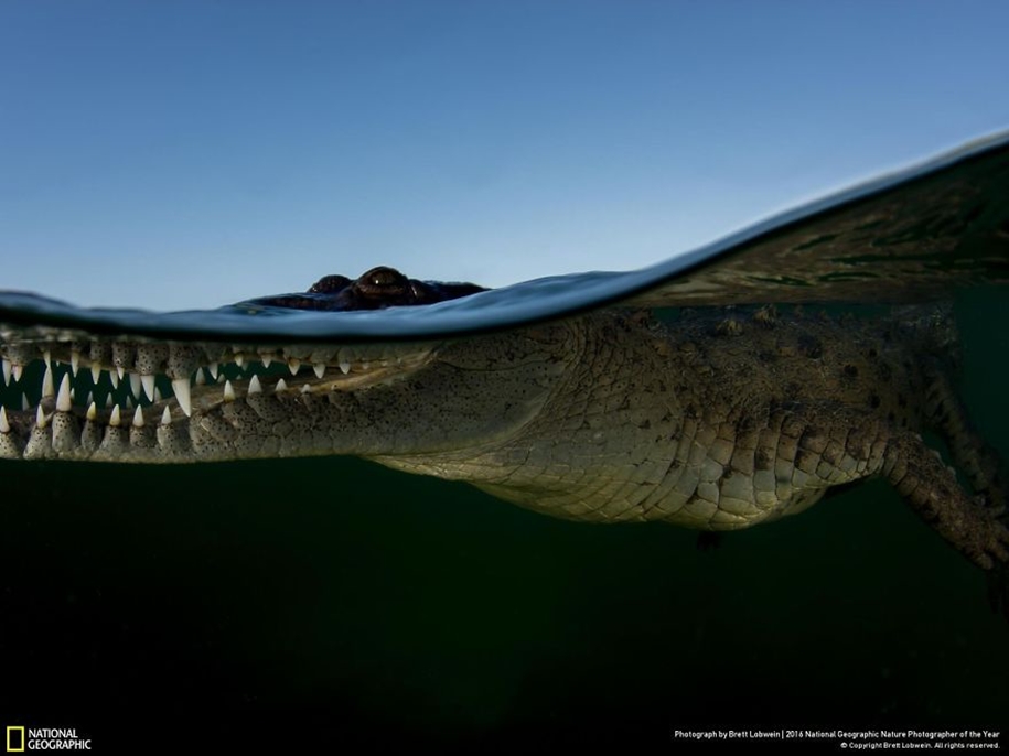 national-geographic-nature-photographer-of-the-year-2016_11