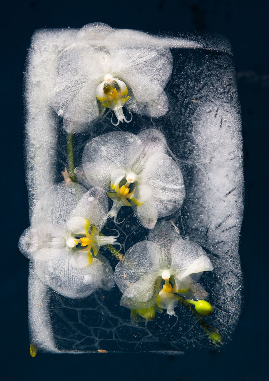 frozen-flowers-in-a-still-life-by-bruce-boyd-04